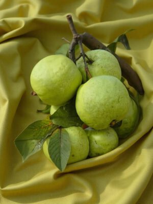 Guava – VNR Guava