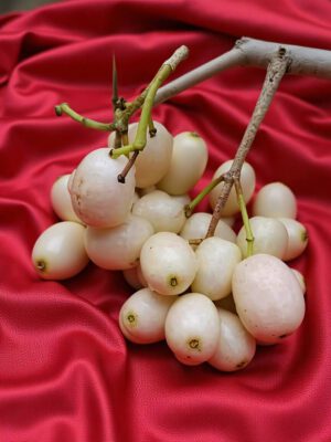 Jamun – White Jamun (Indian Blackberry)