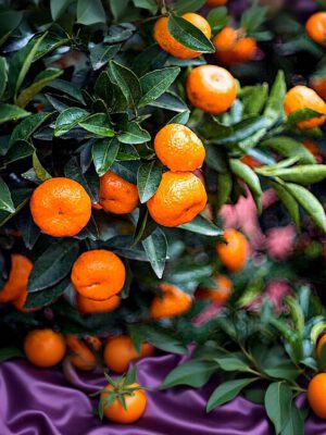 Bush Orange – Verrated Bush Orange