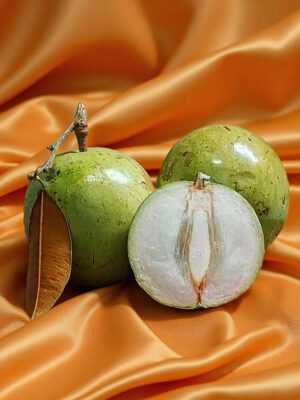 Milk Fruit – Jamikkan